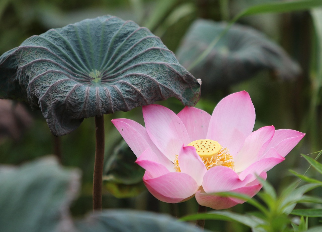 Beginner Lotus365 Review India Review 2027: Bonus, App, Withdrawal Tested